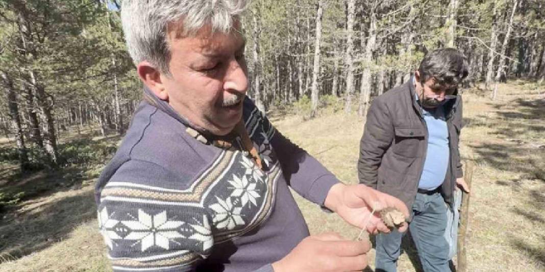 Kilosu 1.000 TL’den ormanları süslüyor: Vatandaş ormana akın ediyor 5